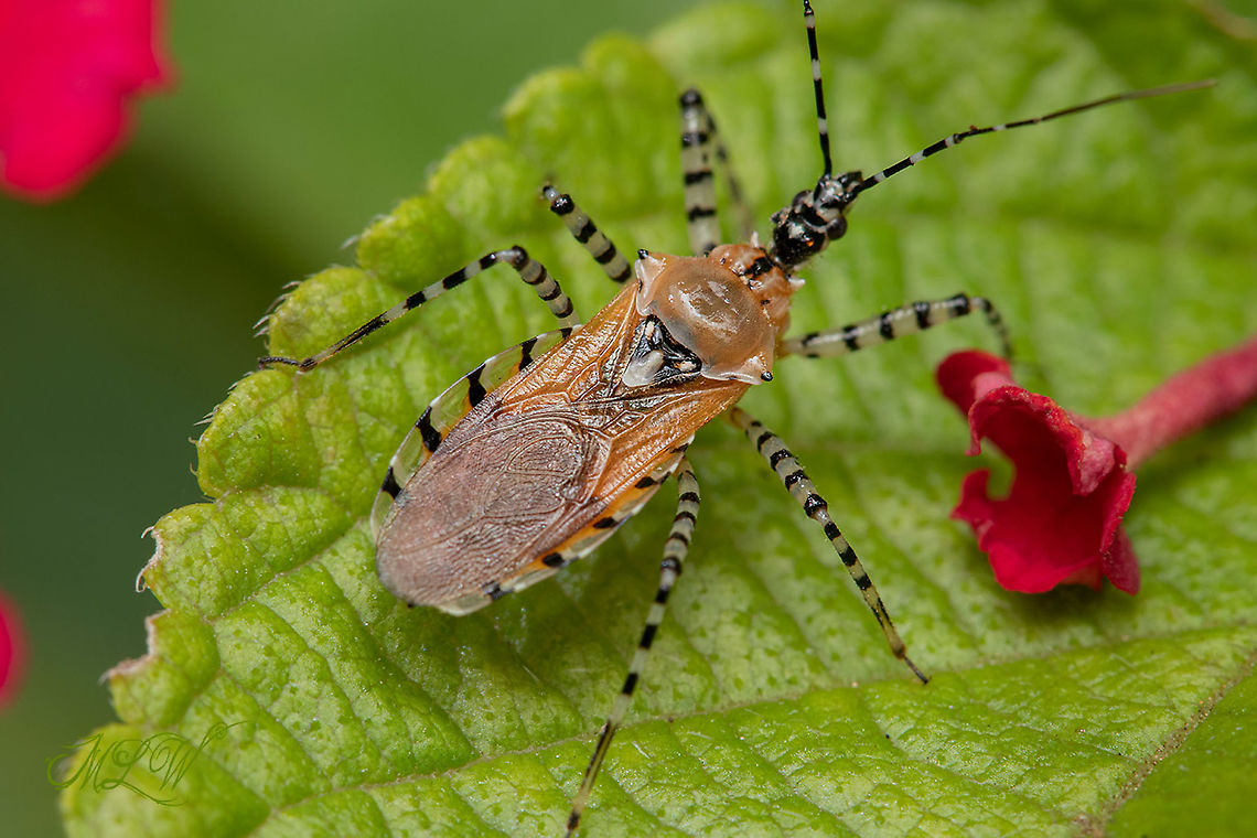 Pselliopus cinctus Ringed Assassin Bug Pselliopus cinctus,Ringed Assassin Bug