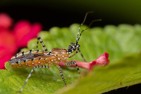 Pselliopus cinctus Ringed Assassin Bug Pselliopus cinctus,Ringed Assassin Bug