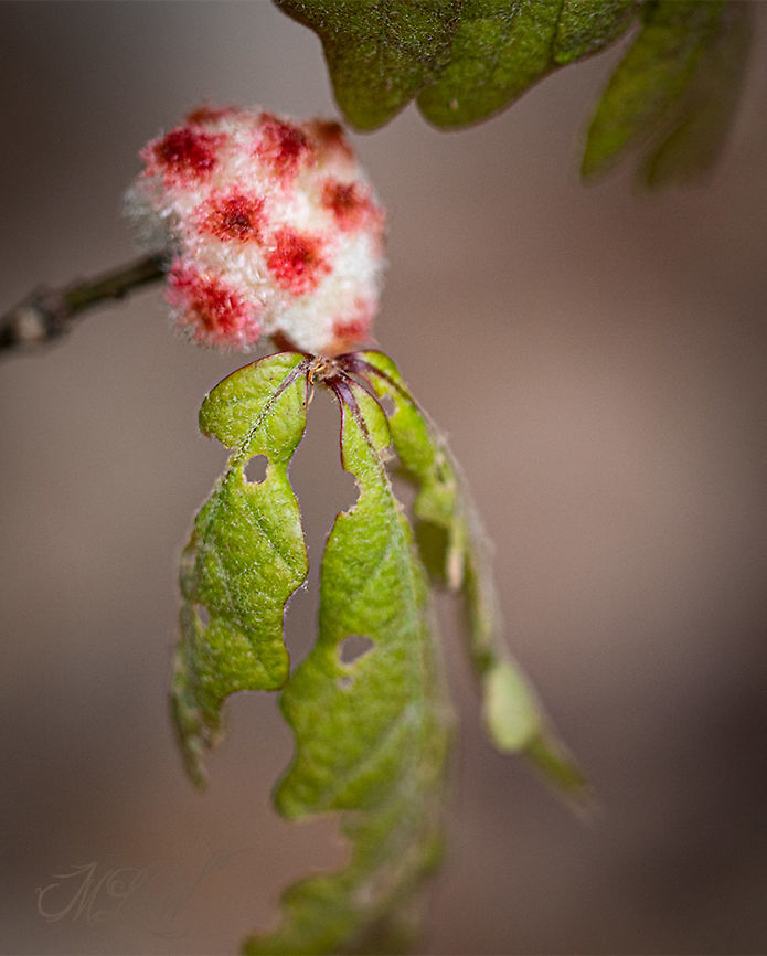 Callirhytis seminator Wool Sower Gall Wasp Callirhytis seminator,Wool Sower Gall
