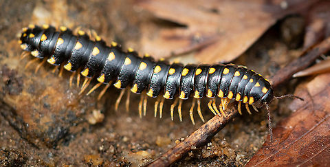Georgia Flat-backed Millipede (Cherokia georgiana) Cherokia georgiana - Georgia Flat-backed Millipede Cherokia georgiana,Georgia Flat-backed Millipede,Geotagged,United States