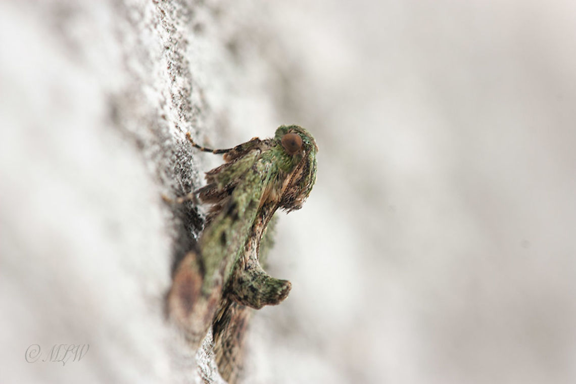 Epipaschia superatalis Dimorphic macalla moth Dimorphic macalla moth,Epipaschia superatalis