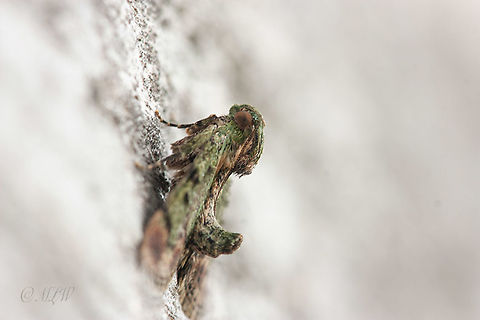 Epipaschia superatalis Dimorphic macalla moth Dimorphic macalla moth,Epipaschia superatalis