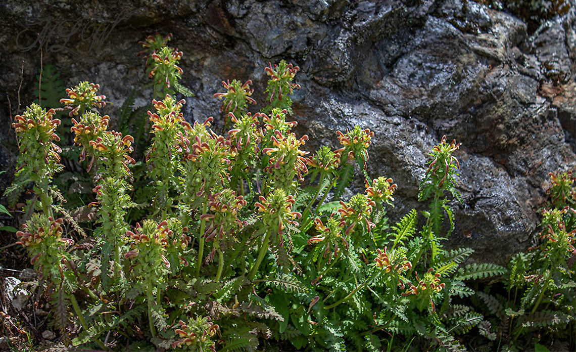 Pedicularis canadensis Canadian Wood Betony Canadian Wood Betony,Pedicularis canadensis