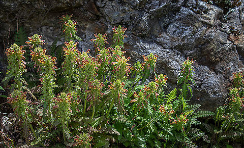 Pedicularis canadensis Canadian Wood Betony Canadian Wood Betony,Pedicularis canadensis