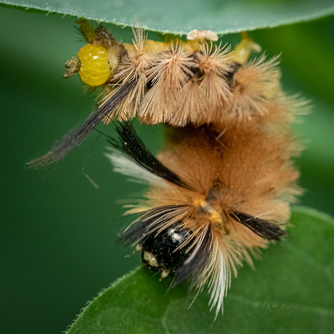 Halysidota tessellaris Banded tussock moth Banded tussock moth,Halysidota tessellaris