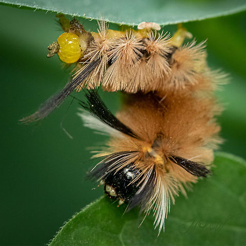 Halysidota tessellaris Banded tussock moth Banded tussock moth,Halysidota tessellaris