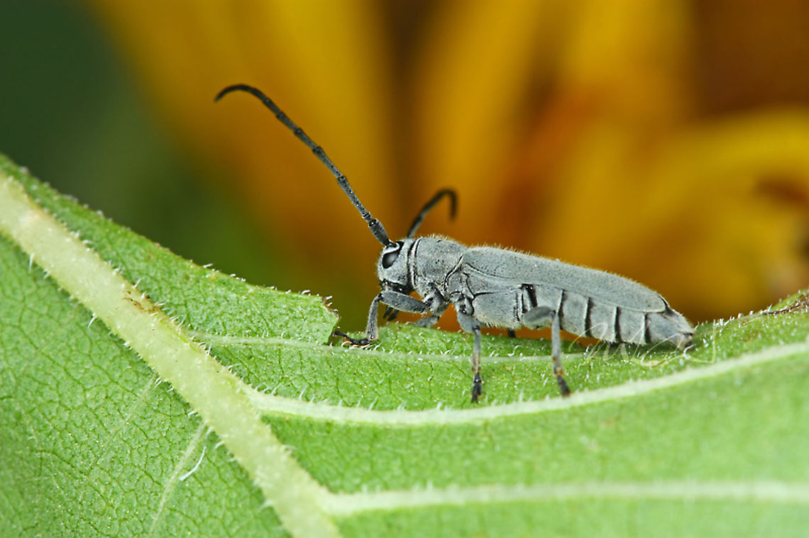 Mecas cana Mecas cana<br />
ref ID: <a href="https://bugguide.net/node/view/656212" rel="nofollow">https://bugguide.net/node/view/656212</a> Mecas cana