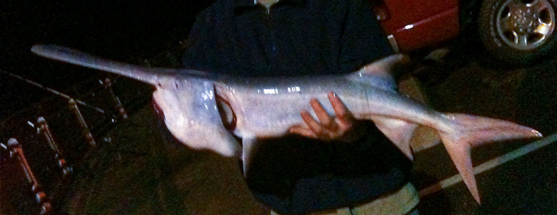 Polyodon spathula American paddlefish American paddlefish,Polyodon spathula