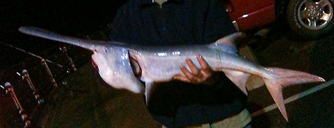 Polyodon spathula American paddlefish American paddlefish,Polyodon spathula