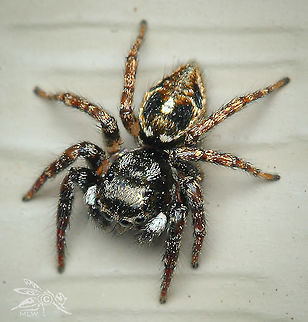 Anasaitis canosa Twin-flagged Jumping Spider Anasaitis canosa,Twin-flagged Jumping Spider