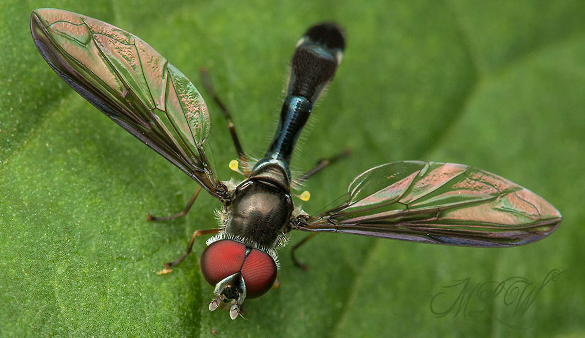 Pelecinobaccha costata Cobalt Hover Fly <br />
ID ref. here: <a href="https://bugguide.net/node/view/646286" rel="nofollow">https://bugguide.net/node/view/646286</a> Cobalt Hover Fly,Pelecinobaccha costata