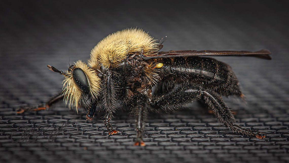 Laphria virginica This observation previously ID&#039;d on bugguide as Laphria virginica (female)<br />
A member of the genus- Bee-mimic Robber Flies<br />
ID Ref: <a href="https://bugguide.net/node/view/635308" rel="nofollow">https://bugguide.net/node/view/635308</a> Bee-mimic Robber Flies,Laphria virginica