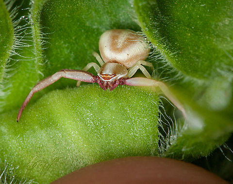 Misumenoides formosipes White-banded Crab Spider
 Misumenoides formosipes,White-banded Crab Spider