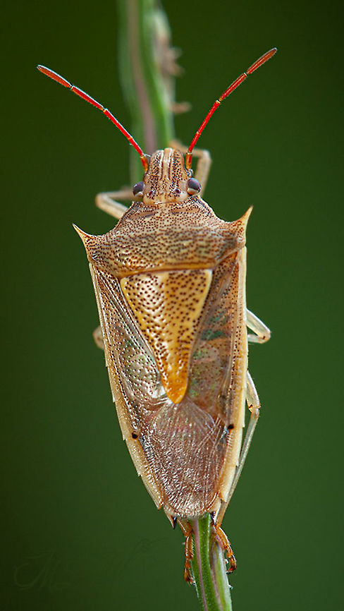 Oebalus pugnax Rice Stink Bug Oebalus pugnax,Rice Stink Bug