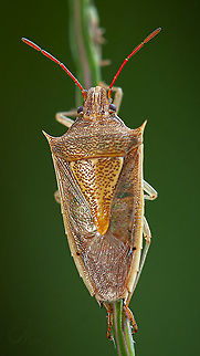 Oebalus pugnax Rice Stink Bug Oebalus pugnax,Rice Stink Bug