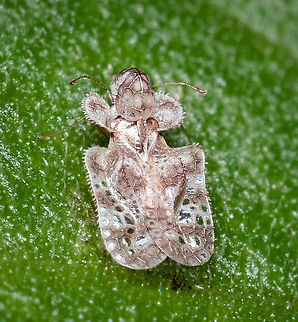 Corythucha marmorata Chrysanthemum Lace Bug Chrysanthemum Lace Bug,Corythucha marmorata