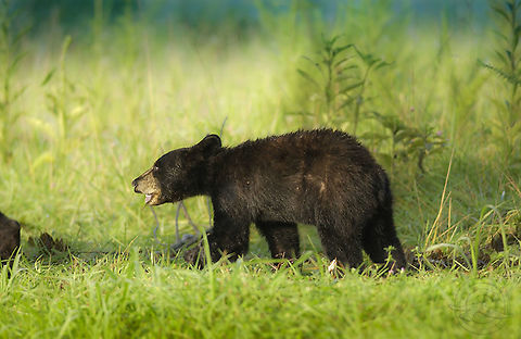 American black bear