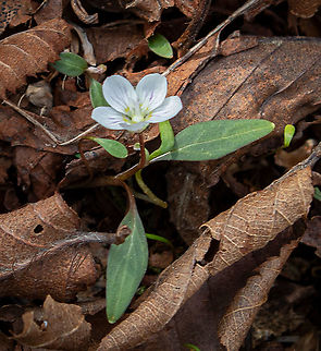 Claytonia caroliniana Carolina springbeauty Carolina springbeauty,Claytonia caroliniana