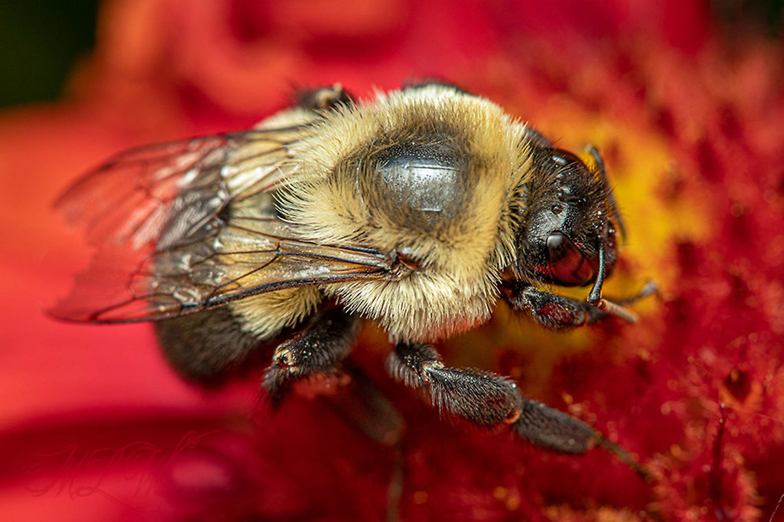 Bombus impatiens Common eastern bumble bee Bombus impatiens,Common eastern bumble bee