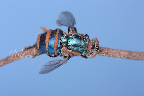 Complex Entomophthora muscae Fly Death Fungi Complex Entomophthora muscae,Entomophthora muscae,Fly Death Fungi