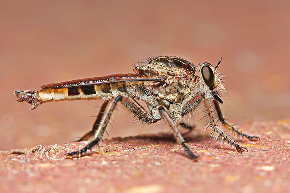 Triorla interrupta Robberfly (Triorla interrupta) Robberfly,Triorla interrupta