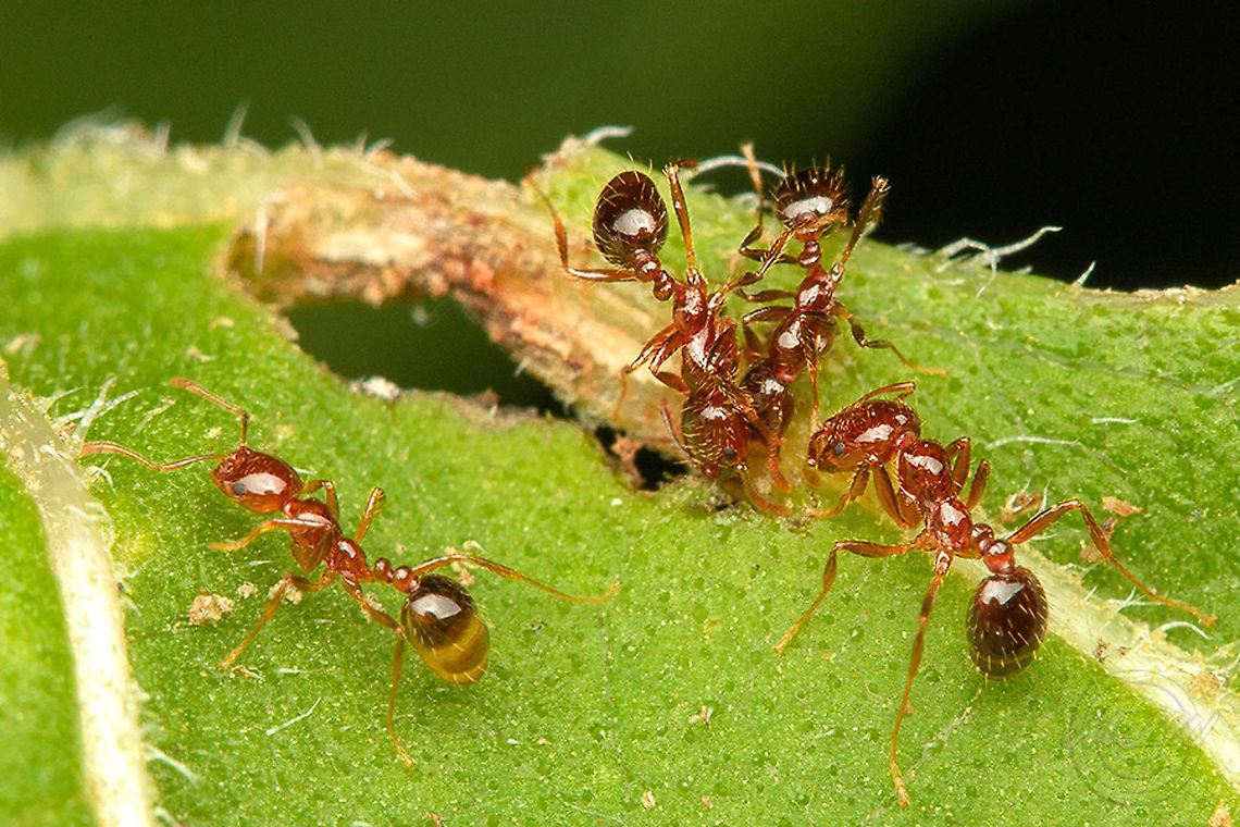 Solenopsis invicta Red imported fire ant Red imported fire ant,Solenopsis invicta