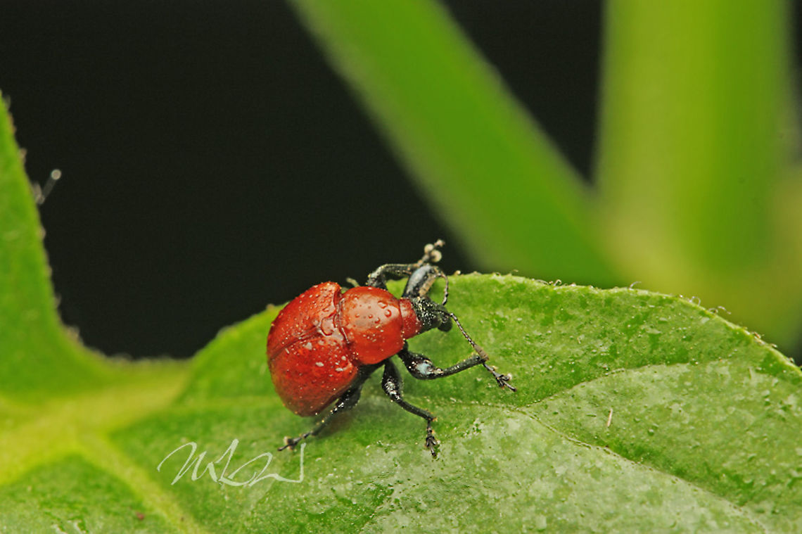 Homoeolabus analis Oak leaf rolling weevil Homoeolabus analis,Oak leaf rolling weevil