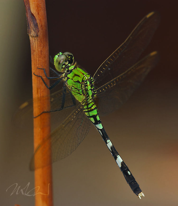 Erythemis-simplicicollis Eastern Pondhawk Eastern Pondhawk,Erythemis simplicicollis
