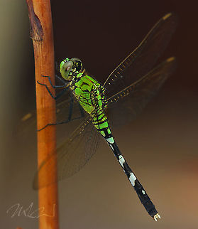 Erythemis-simplicicollis Eastern Pondhawk Eastern Pondhawk,Erythemis simplicicollis