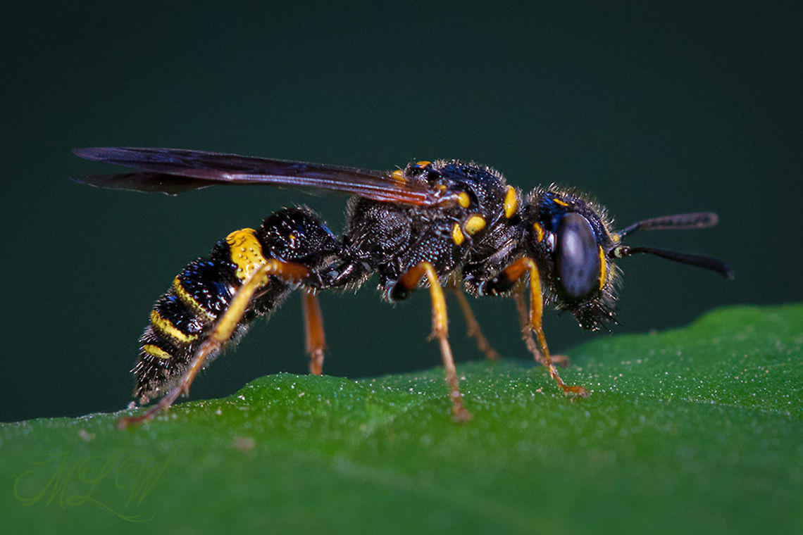 Philanthus gibbosus Humped Beewolf Humped Beewolf,Philanthus gibbosus