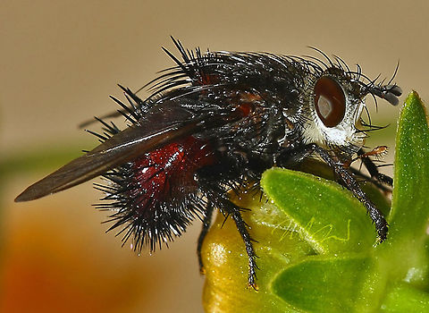 Juriniopsis adusta Juriniopsis adusta Juriniopsis adusta