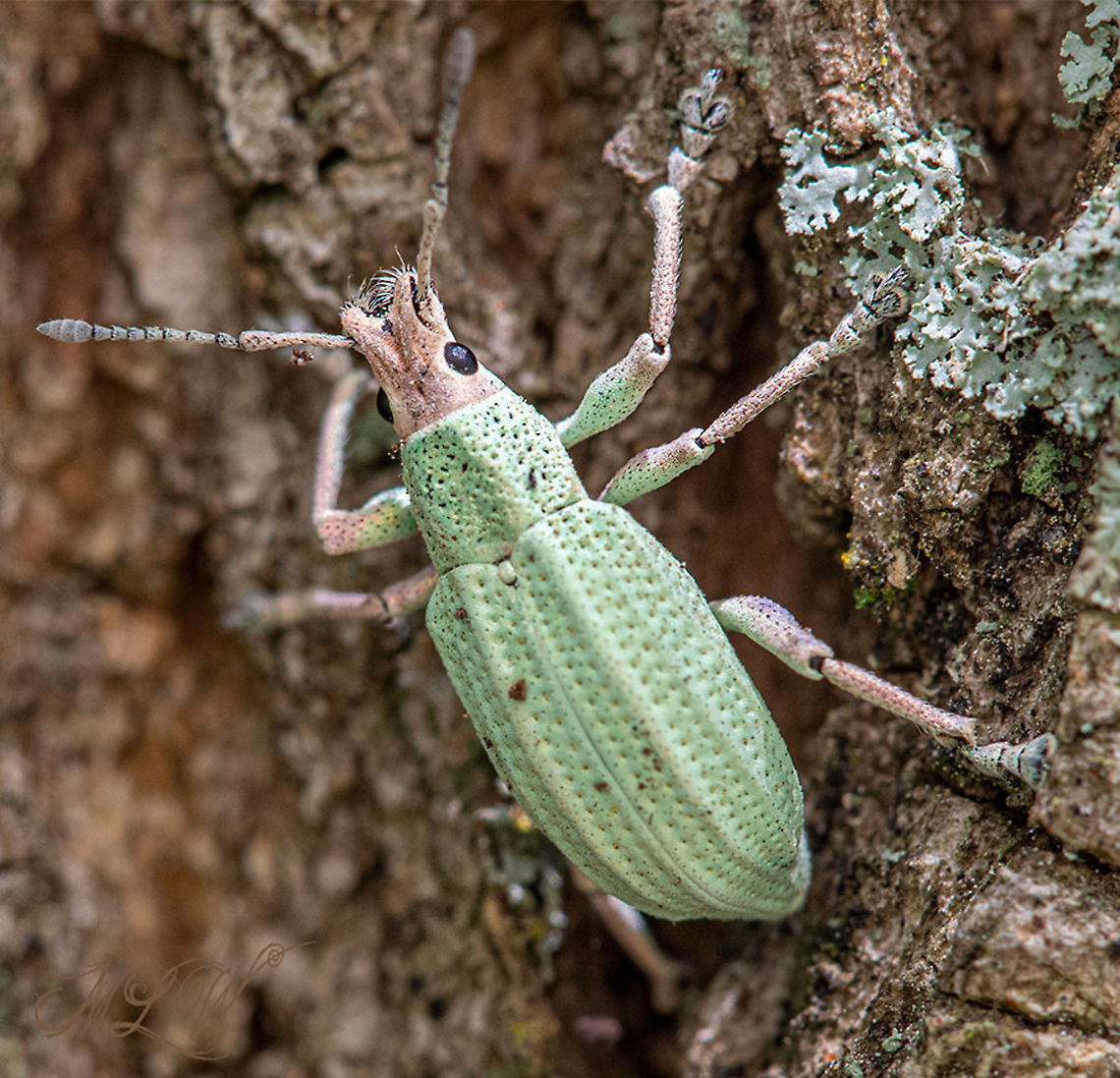Compsus auricephalus Golden-headed Weevil Compsus auricephalus