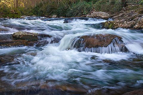 Rushing River and Rhododendron maximum A beautiful spot just 4 miles from my home.....Rhododendron maximum at the top and center of the photo, on the other side of the river Rhododendron maximum