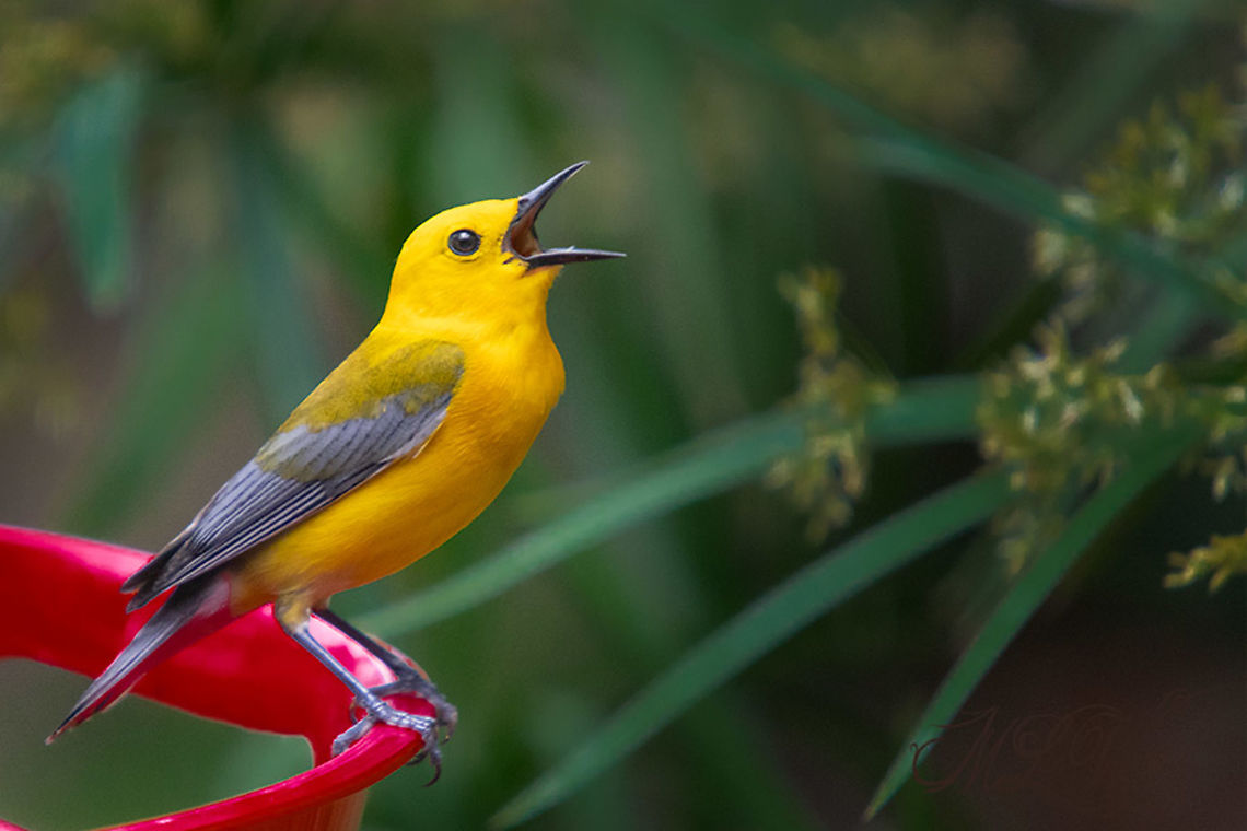 Protonotaria citrea Prothonotary Warbler Prothonotary Warbler,Protonotaria citrea
