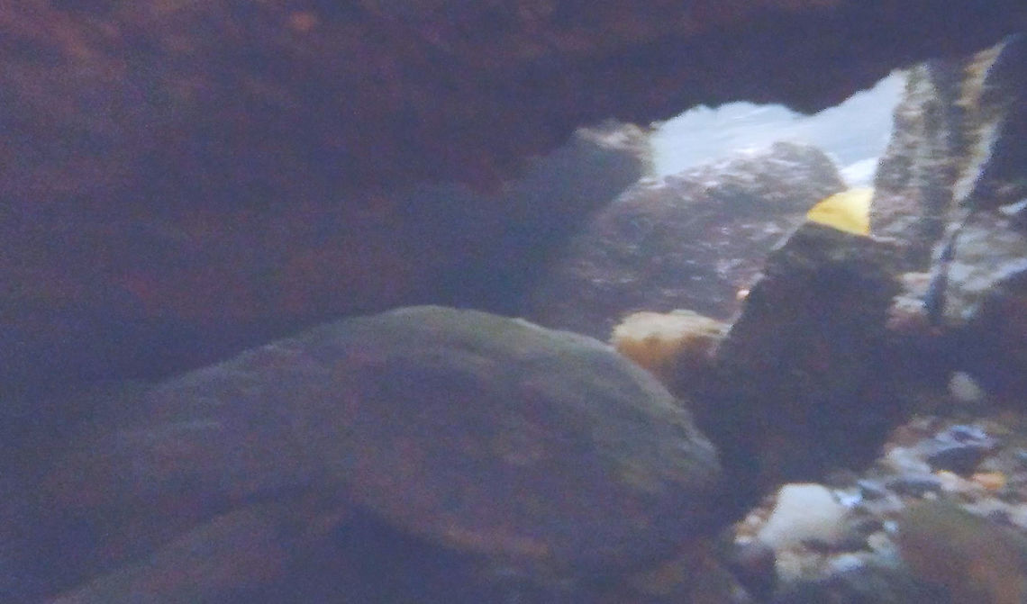 Eastern Hellbender-VIDEO - Cryptobranchus alleganiensis Eastern Hellbender <br />
This observation was made via video from DJI Osmo Action camera placed underwater, the image is a single frame from the video.<br />
That video is viewable at the following link:<br />
<section class="video"><iframe width="448" height="282" src="https://www.youtube-nocookie.com/embed/Vizq41Q8Sfw?hd=1&autoplay=0&rel=0" frameborder="0" allowfullscreen></iframe></section> Cryptobranchus alleganiensis,Eastern Hellbender,Hellbender