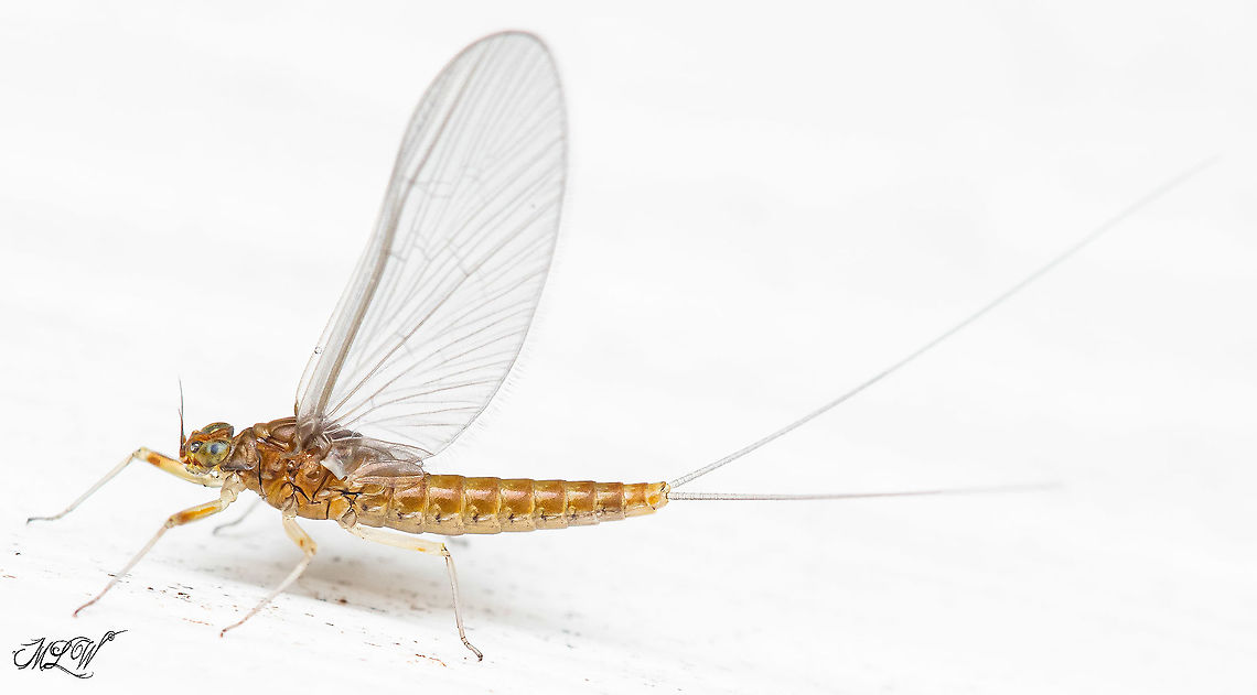 Genus Acentrella - Family Baetidae - Small Minnow Mayflies 9mm (body) - observed near porch light on exterior of my house<br />
Genus Acentrella - Family Baetidae - Small Minnow Mayflies<br />
<figure class="photo"><a href="https://www.jungledragon.com/image/102013/genus_acentrella_-_family_baetidae_-_small_minnow_mayflies.html" title="Genus Acentrella - Family Baetidae - Small Minnow Mayflies"><img src="https://s3.amazonaws.com/media.jungledragon.com/images/4526/102013_thumb.jpg?AWSAccessKeyId=05GMT0V3GWVNE7GGM1R2&Expires=1759968010&Signature=45QgCj4%2FHWx0tVY506RsmGjVwBk%3D" width="118" height="152" alt="Genus Acentrella - Family Baetidae - Small Minnow Mayflies 9mm (body) - observed near porch light on exterior of my house<br />
Genus Acentrella - Family Baetidae - Small Minnow Mayflies <br />
https://www.jungledragon.com/image/101991/genus_acentrella_-_family_baetidae_-_small_minnow_mayflies.html<br />
 Family Baetidae,Genus Acentrella,Small Minnow Mayflies" /></a></figure> <br />
 Family Baetidae,Genus Acentrella,Small Minnow Mayflies,mayfly