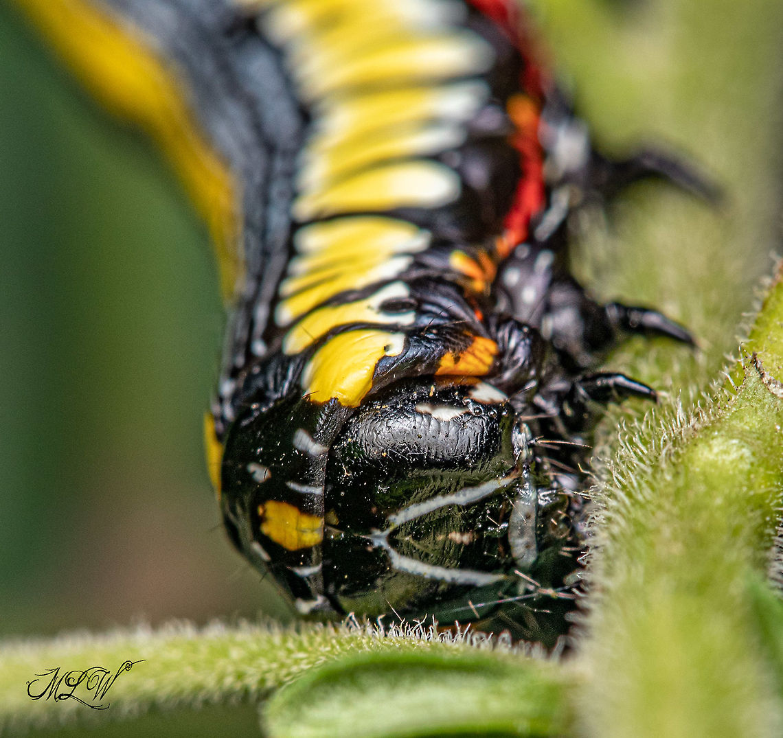 Cucullia convexipennis Brown-hooded Owlet (Hodges#10202)<br />
- observed on Solidago (Goldenrod)<br />
<br />
<figure class="photo"><a href="https://www.jungledragon.com/image/102006/cucullia_convexipennis_-_img_0267.cr2_1609_092220_.html" title="Cucullia convexipennis - IMG_0267.CR2_1609_092220_"><img src="https://s3.amazonaws.com/media.jungledragon.com/images/4526/102006_thumb.jpg?AWSAccessKeyId=05GMT0V3GWVNE7GGM1R2&Expires=1767225610&Signature=Uegzmos649WK9g0M2F0G7YAT%2Fjg%3D" width="200" height="82" alt="Cucullia convexipennis - IMG_0267.CR2_1609_092220_ Brown-hooded Owlet  (Hodges#10202)<br />
- observed on Solidago (Goldenrod)<br />
<br />
https://www.jungledragon.com/image/102005/cucullia_convexipennis_-_img_0278.cr2_1613_092220_.html Brown-hooded Owlet,Cucullia convexipennis" /></a></figure> Brown-hooded Owlet,Cucullia convexipennis