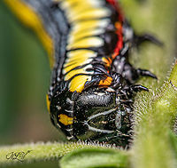 Cucullia convexipennis Brown-hooded Owlet (Hodges#10202)<br />
- observed on Solidago (Goldenrod)<br />
<br />
https://www.jungledragon.com/image/102006/cucullia_convexipennis_-_img_0267.cr2_1609_092220_.html Brown-hooded Owlet,Cucullia convexipennis