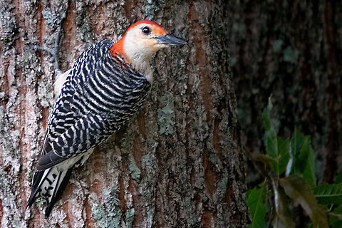 Melanerpes carolinus Red-bellied Woodpecker Melanerpes carolinus,Red-bellied Woodpecker
