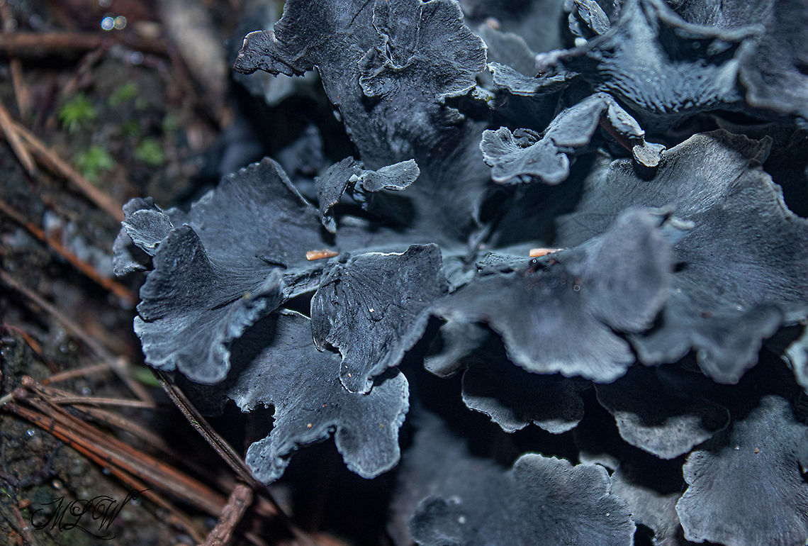 Polyozellus multiplex Blue chanterelle - Found in deep shaded mixed hardwood/pine/spruce forest <br />
In the research cited below they collected a specimen of Polyozellus multiplex from the state (NC) where I found this observation.<br />
##{Reference: page 4- &quot;Table 1. Collections and ITS sequences used in this study&quot;}<br />
<br />
Also on page 11 of the research publication, the collected specimen came from the same area very close to where I documented this observation, ( 5.14 miles, (as the crow flies) from my observation)<br />
##{Reference: page 11 - &quot;NORTH CAROLINA: Macon County, Highlands (35.0533&deg;N, 83.1528&deg;W, 800m), on soil in mixed Pinus-Quercus forest, Dolville &amp; G. Bozdog, AMC091612 (TENN071088)&quot;}<br />
## = ref: - <a href="https://www.researchgate.net/publication/321804909_Polyozellus_multiplex_Thelephorales_is_a_species_complex_containing_four_new_species" rel="nofollow">https://www.researchgate.net/publication/321804909_Polyozellus_multiplex_Thelephorales_is_a_species_complex_containing_four_new_species</a><br />
<br />
<figure class="photo"><a href="https://www.jungledragon.com/image/102011/polyozellus_multiplex.html" title="Polyozellus multiplex"><img src="https://s3.amazonaws.com/media.jungledragon.com/images/4526/102011_thumb.jpg?AWSAccessKeyId=05GMT0V3GWVNE7GGM1R2&Expires=1759968010&Signature=dNDgbQwY0LBLwwZInpDtEgPZM7Y%3D" width="200" height="134" alt="Polyozellus multiplex Blue chanterelle -  Polyozellus multiplex<br />
Found in deep shaded mixed hardwood/pine/spruce forest<br />
<br />
https://www.jungledragon.com/image/102012/polyozellus_multiplex_-_img_9856_1106a_91620.html<br />
https://www.jungledragon.com/image/102009/polyozellus_multiplex_-_img_9855_1106a_91620.html<br />
 Polyozellus,Polyozellus multiplex" /></a></figure><br />
<br />
<figure class="photo"><a href="https://www.jungledragon.com/image/102012/polyozellus_multiplex.html" title="Polyozellus multiplex"><img src="https://s3.amazonaws.com/media.jungledragon.com/images/4526/102012_thumb.jpg?AWSAccessKeyId=05GMT0V3GWVNE7GGM1R2&Expires=1759968010&Signature=seZHBiv8iSMCqnLgYzS%2BF1ZHRLc%3D" width="200" height="162" alt="Polyozellus multiplex Blue chanterelle - Polyozellus multiplex <br />
Found in deep shaded mixed hardwood/pine/spruce forest<br />
https://www.jungledragon.com/image/102009/polyozellus_multiplex_-_img_9855_1106a_91620.html<br />
https://www.jungledragon.com/image/102011/polyozellus_multiplex_-_img_9854_1106a_91620.html<br />
 Polyozellus,Polyozellus multiplex" /></a></figure> Polyozellus,Polyozellus multiplex