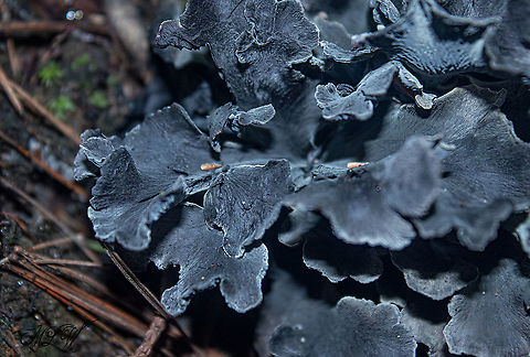Polyozellus multiplex Blue chanterelle - Found in deep shaded mixed hardwood/pine/spruce forest 
In the research cited below they collected a specimen of Polyozellus multiplex from the state (NC) where I found this observation.
##{Reference: page 4- "Table 1. Collections and ITS sequences used in this study"}

Also on page 11 of the research publication, the collected specimen came from the same area very close to where I documented this observation, ( 5.14 miles, (as the crow flies) from my observation)
##{Reference: page 11 - "NORTH CAROLINA: Macon County, Highlands (35.0533°N, 83.1528°W, 800m), on soil in mixed Pinus-Quercus forest, Dolville & G. Bozdog, AMC091612 (TENN071088)"}
## = ref: - https://www.researchgate.net/publication/321804909_Polyozellus_multiplex_Thelephorales_is_a_species_complex_containing_four_new_species

https://www.jungledragon.com/image/102011/polyozellus_multiplex_-_img_9854_1106a_91620.html

https://www.jungledragon.com/image/102012/polyozellus_multiplex_-_img_9856_1106a_91620.html Polyozellus,Polyozellus multiplex