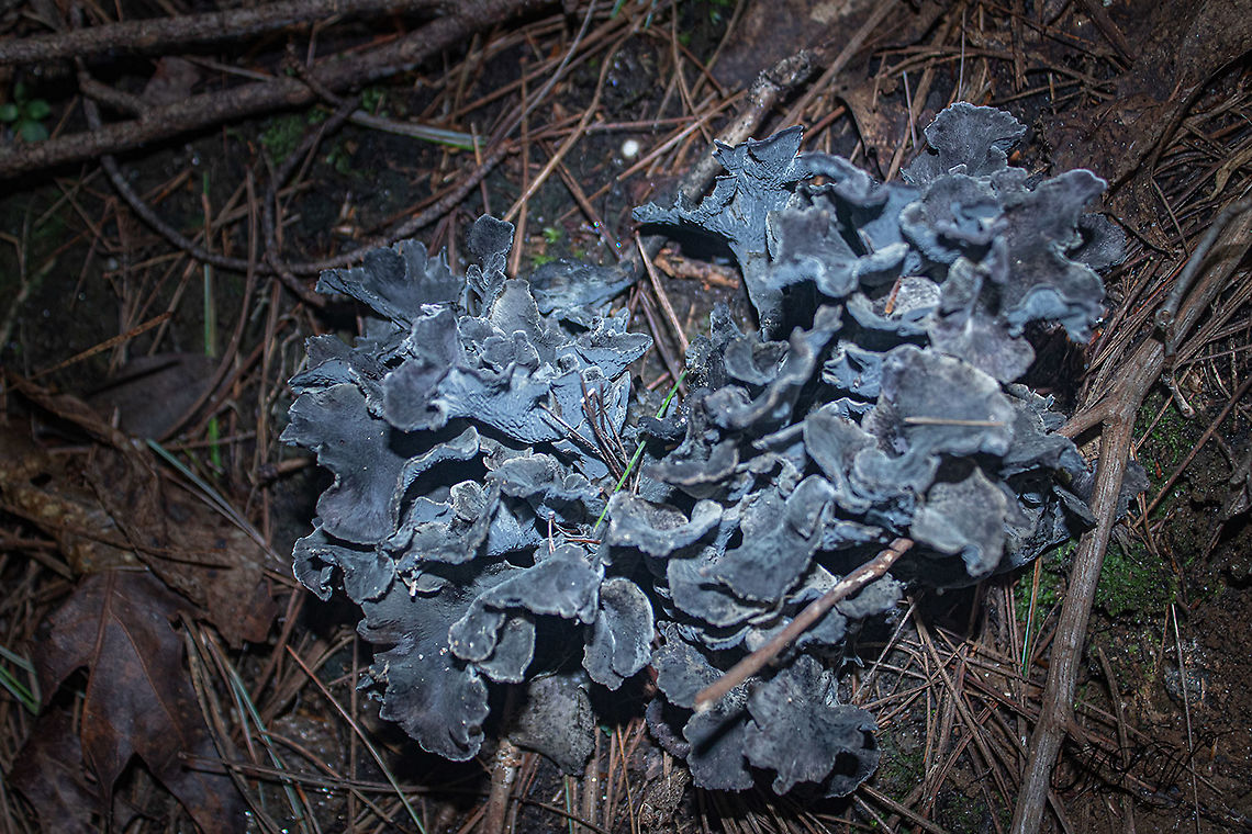 Polyozellus multiplex Blue chanterelle -  Polyozellus multiplex<br />
Found in deep shaded mixed hardwood/pine/spruce forest<br />
<br />
<figure class="photo"><a href="https://www.jungledragon.com/image/102012/polyozellus_multiplex.html" title="Polyozellus multiplex"><img src="https://s3.amazonaws.com/media.jungledragon.com/images/4526/102012_thumb.jpg?AWSAccessKeyId=05GMT0V3GWVNE7GGM1R2&Expires=1759968010&Signature=seZHBiv8iSMCqnLgYzS%2BF1ZHRLc%3D" width="200" height="162" alt="Polyozellus multiplex Blue chanterelle - Polyozellus multiplex <br />
Found in deep shaded mixed hardwood/pine/spruce forest<br />
https://www.jungledragon.com/image/102009/polyozellus_multiplex_-_img_9855_1106a_91620.html<br />
https://www.jungledragon.com/image/102011/polyozellus_multiplex_-_img_9854_1106a_91620.html<br />
 Polyozellus,Polyozellus multiplex" /></a></figure><br />
<figure class="photo"><a href="https://www.jungledragon.com/image/102009/polyozellus_multiplex.html" title="Polyozellus multiplex"><img src="https://s3.amazonaws.com/media.jungledragon.com/images/4526/102009_thumb.jpg?AWSAccessKeyId=05GMT0V3GWVNE7GGM1R2&Expires=1759968010&Signature=y5r4XixfO1H%2BxoBf3NCF6Ac5Ee4%3D" width="200" height="136" alt="Polyozellus multiplex Blue chanterelle - Found in deep shaded mixed hardwood/pine/spruce forest <br />
In the research cited below they collected a specimen of Polyozellus multiplex from the state (NC) where I found this observation.<br />
##{Reference: page 4- &quot;Table 1. Collections and ITS sequences used in this study&quot;}<br />
<br />
Also on page 11 of the research publication, the collected specimen came from the same area very close to where I documented this observation, ( 5.14 miles, (as the crow flies) from my observation)<br />
##{Reference: page 11 - &quot;NORTH CAROLINA: Macon County, Highlands (35.0533&deg;N, 83.1528&deg;W, 800m), on soil in mixed Pinus-Quercus forest, Dolville &amp; G. Bozdog, AMC091612 (TENN071088)&quot;}<br />
## = ref: - https://www.researchgate.net/publication/321804909_Polyozellus_multiplex_Thelephorales_is_a_species_complex_containing_four_new_species<br />
<br />
https://www.jungledragon.com/image/102011/polyozellus_multiplex_-_img_9854_1106a_91620.html<br />
<br />
https://www.jungledragon.com/image/102012/polyozellus_multiplex_-_img_9856_1106a_91620.html Polyozellus,Polyozellus multiplex" /></a></figure><br />
 Polyozellus,Polyozellus multiplex