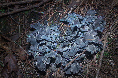 Polyozellus multiplex Blue chanterelle -  Polyozellus multiplex
Found in deep shaded mixed hardwood/pine/spruce forest

https://www.jungledragon.com/image/102012/polyozellus_multiplex_-_img_9856_1106a_91620.html
https://www.jungledragon.com/image/102009/polyozellus_multiplex_-_img_9855_1106a_91620.html
 Polyozellus,Polyozellus multiplex