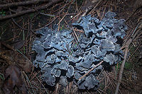 Polyozellus multiplex Blue chanterelle -  Polyozellus multiplex<br />
Found in deep shaded mixed hardwood/pine/spruce forest<br />
<br />
https://www.jungledragon.com/image/102012/polyozellus_multiplex_-_img_9856_1106a_91620.html<br />
https://www.jungledragon.com/image/102009/polyozellus_multiplex_-_img_9855_1106a_91620.html<br />
 Polyozellus,Polyozellus multiplex