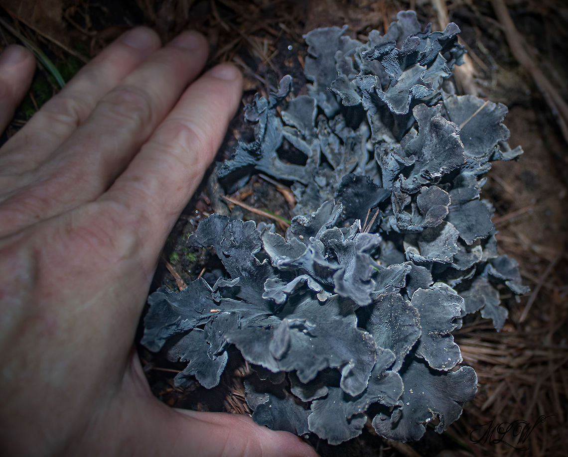 Polyozellus multiplex Blue chanterelle - Polyozellus multiplex <br />
Found in deep shaded mixed hardwood/pine/spruce forest<br />
<figure class="photo"><a href="https://www.jungledragon.com/image/102009/polyozellus_multiplex.html" title="Polyozellus multiplex"><img src="https://s3.amazonaws.com/media.jungledragon.com/images/4526/102009_thumb.jpg?AWSAccessKeyId=05GMT0V3GWVNE7GGM1R2&Expires=1759968010&Signature=y5r4XixfO1H%2BxoBf3NCF6Ac5Ee4%3D" width="200" height="136" alt="Polyozellus multiplex Blue chanterelle - Found in deep shaded mixed hardwood/pine/spruce forest <br />
In the research cited below they collected a specimen of Polyozellus multiplex from the state (NC) where I found this observation.<br />
##{Reference: page 4- &quot;Table 1. Collections and ITS sequences used in this study&quot;}<br />
<br />
Also on page 11 of the research publication, the collected specimen came from the same area very close to where I documented this observation, ( 5.14 miles, (as the crow flies) from my observation)<br />
##{Reference: page 11 - &quot;NORTH CAROLINA: Macon County, Highlands (35.0533&deg;N, 83.1528&deg;W, 800m), on soil in mixed Pinus-Quercus forest, Dolville &amp; G. Bozdog, AMC091612 (TENN071088)&quot;}<br />
## = ref: - https://www.researchgate.net/publication/321804909_Polyozellus_multiplex_Thelephorales_is_a_species_complex_containing_four_new_species<br />
<br />
https://www.jungledragon.com/image/102011/polyozellus_multiplex_-_img_9854_1106a_91620.html<br />
<br />
https://www.jungledragon.com/image/102012/polyozellus_multiplex_-_img_9856_1106a_91620.html Polyozellus,Polyozellus multiplex" /></a></figure><br />
<figure class="photo"><a href="https://www.jungledragon.com/image/102011/polyozellus_multiplex.html" title="Polyozellus multiplex"><img src="https://s3.amazonaws.com/media.jungledragon.com/images/4526/102011_thumb.jpg?AWSAccessKeyId=05GMT0V3GWVNE7GGM1R2&Expires=1759968010&Signature=dNDgbQwY0LBLwwZInpDtEgPZM7Y%3D" width="200" height="134" alt="Polyozellus multiplex Blue chanterelle -  Polyozellus multiplex<br />
Found in deep shaded mixed hardwood/pine/spruce forest<br />
<br />
https://www.jungledragon.com/image/102012/polyozellus_multiplex_-_img_9856_1106a_91620.html<br />
https://www.jungledragon.com/image/102009/polyozellus_multiplex_-_img_9855_1106a_91620.html<br />
 Polyozellus,Polyozellus multiplex" /></a></figure><br />
 Polyozellus,Polyozellus multiplex