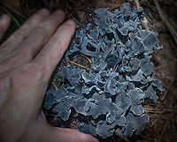 Polyozellus multiplex Blue chanterelle - Polyozellus multiplex <br />
Found in deep shaded mixed hardwood/pine/spruce forest<br />
https://www.jungledragon.com/image/102009/polyozellus_multiplex_-_img_9855_1106a_91620.html<br />
https://www.jungledragon.com/image/102011/polyozellus_multiplex_-_img_9854_1106a_91620.html<br />
 Polyozellus,Polyozellus multiplex