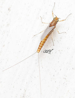 Genus Acentrella - Family Baetidae - Small Minnow Mayflies 9mm (body) - observed near porch light on exterior of my house
Genus Acentrella - Family Baetidae - Small Minnow Mayflies 
https://www.jungledragon.com/image/101991/genus_acentrella_-_family_baetidae_-_small_minnow_mayflies.html
 Family Baetidae,Genus Acentrella,Small Minnow Mayflies