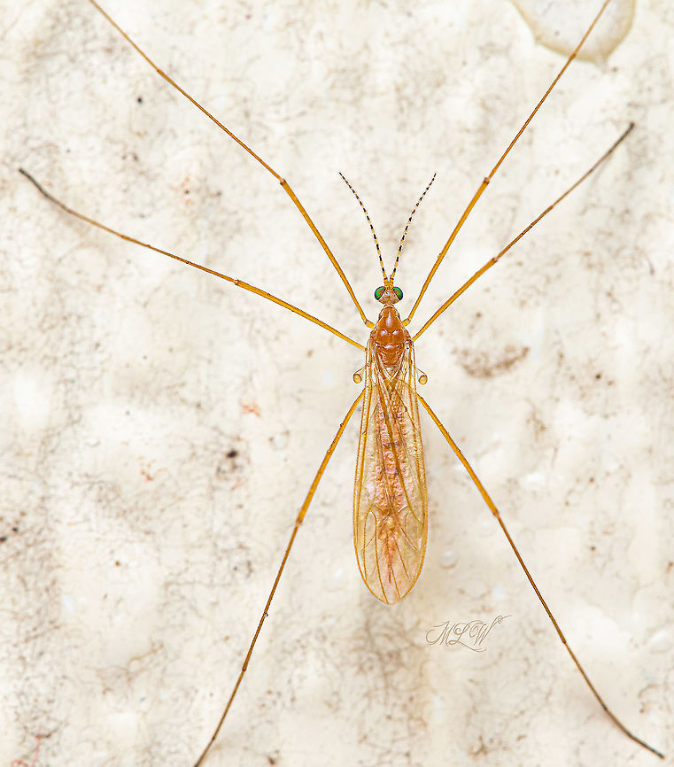 Atarba picticornis - Crane fly Crane fly - Atarba picticornis  Atarba picticornis,Crane fly