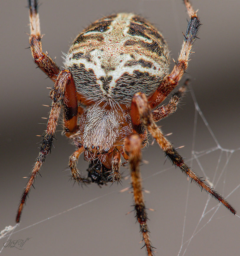 Genus Neoscona  Genus Neoscona -Spotted Orbweavers Spotted Orbweavers,neoscona