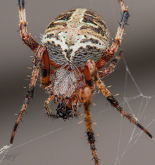 Genus Neoscona  Genus Neoscona -Spotted Orbweavers Spotted Orbweavers,neoscona
